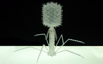 T4 Bacteriophage 11in x 11in. 2011